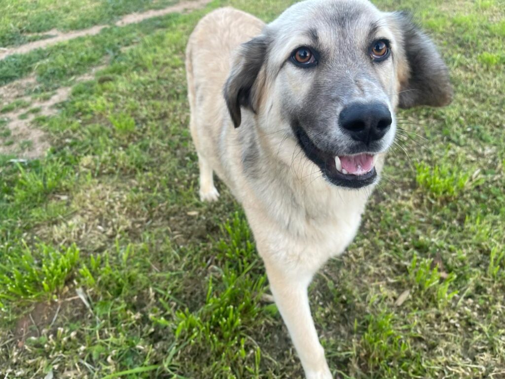 Herdenschutzhundmix