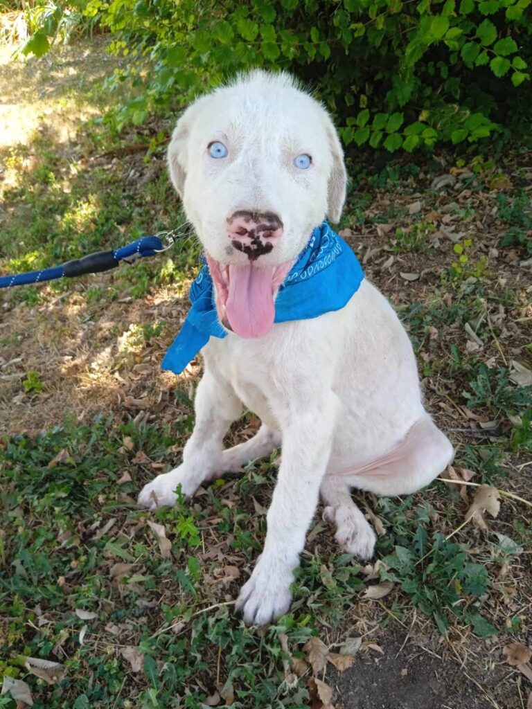 Junger weisser Hund mit blauen Augen