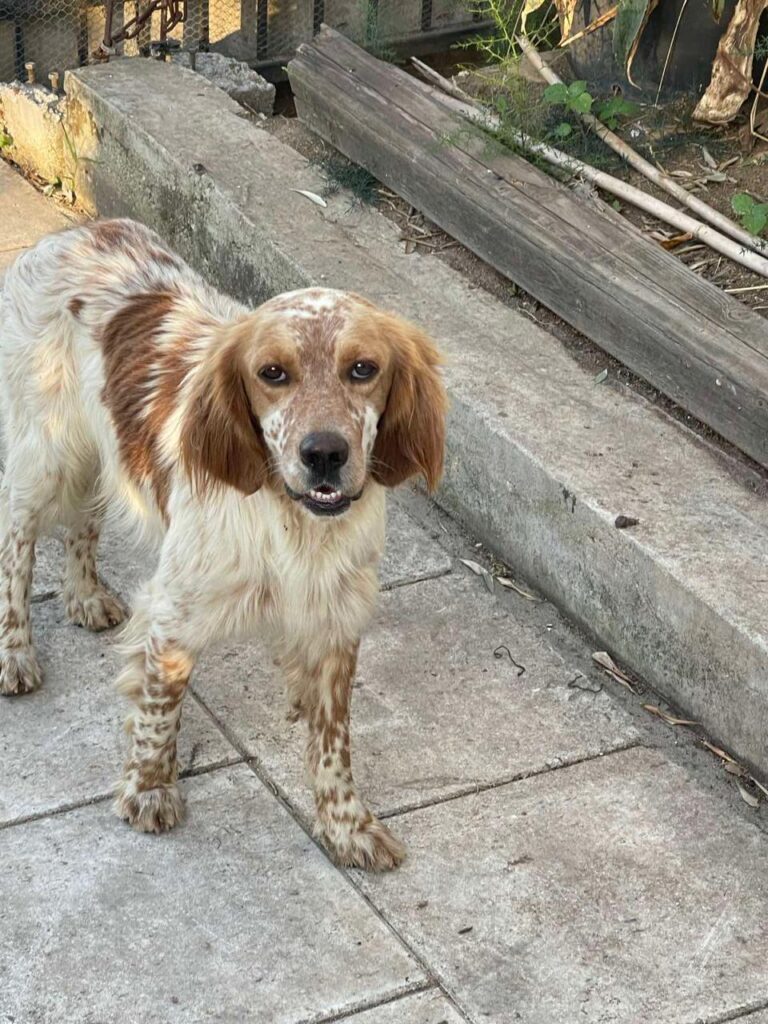 braunbeiger Mischlingshund
